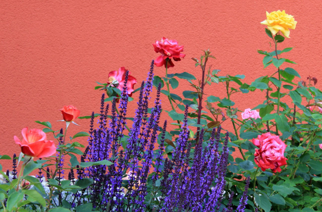 Обои картинки фото цветы, разные, вместе, стена, лаванда, розы