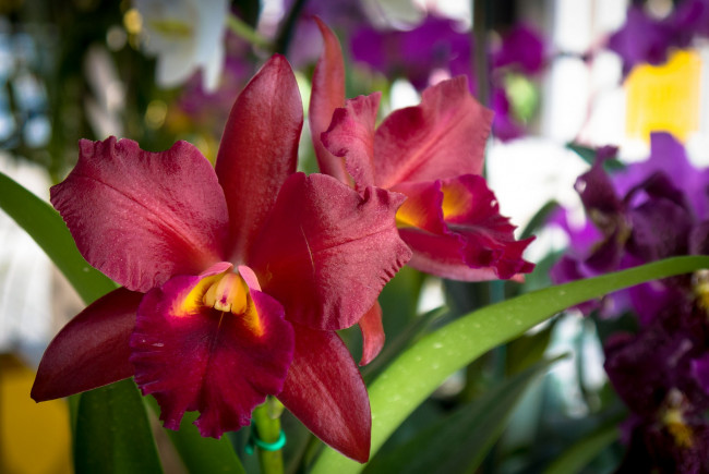 Обои картинки фото цветы, орхидеи, бордо