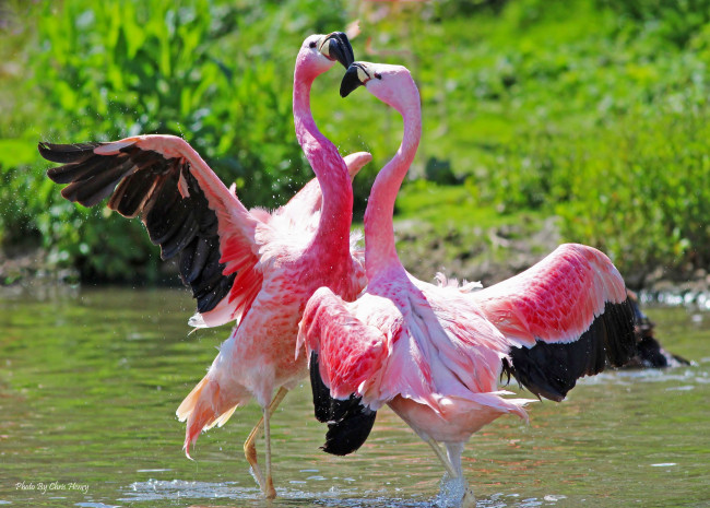 Обои картинки фото животные, фламинго, танец