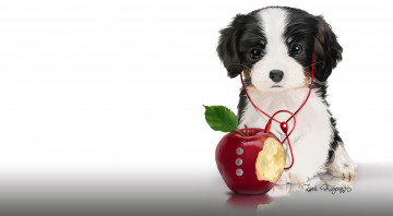 Картинка рисованное животные +собаки яблоко наушники щенок