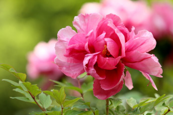 Картинка цветы пионы розовый пион