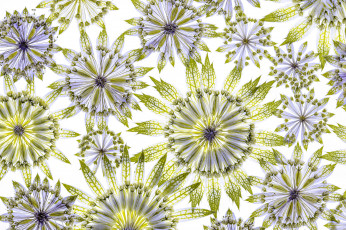 Картинка разное текстуры астрантия лепестки цветок