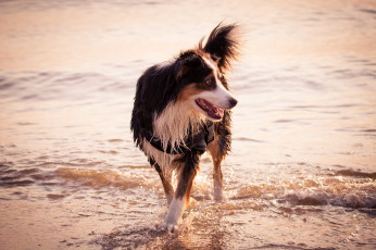 Картинка животные собаки друг берег море собака