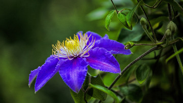 Картинка цветы клематис+ ломонос цветение клематис