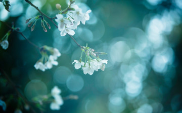 Картинка цветы цветущие+деревья+ +кустарники цветение ветка весна