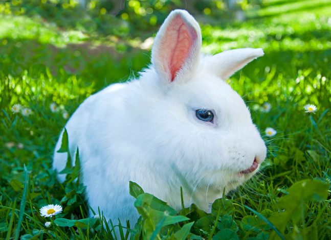 Обои картинки фото животные, кролики,  зайцы, шерстка, окрас, кролик, нежный, милый