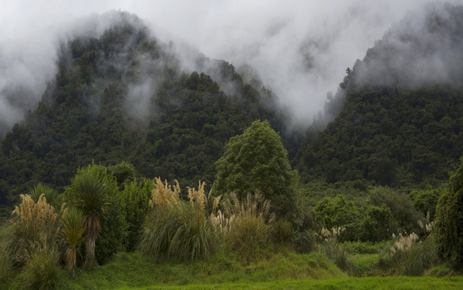 Обои картинки фото природа, горы, лес, кусты, деревья, туман, новая, зеландия
