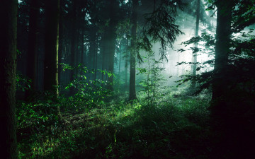 Картинка природа лес сосны