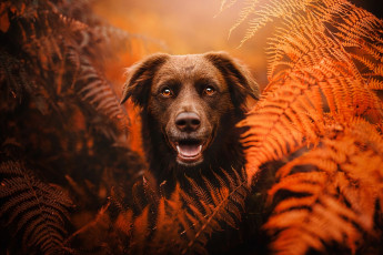 Картинка животные собаки собака