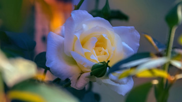 Картинка цветы розы кремовая роза