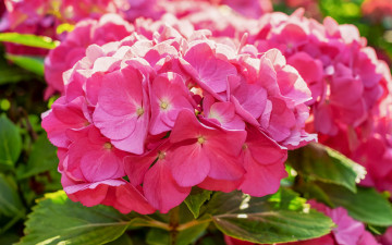 Картинка цветы гортензия розовая куст