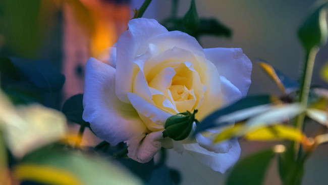 Обои картинки фото цветы, розы, кремовая, роза