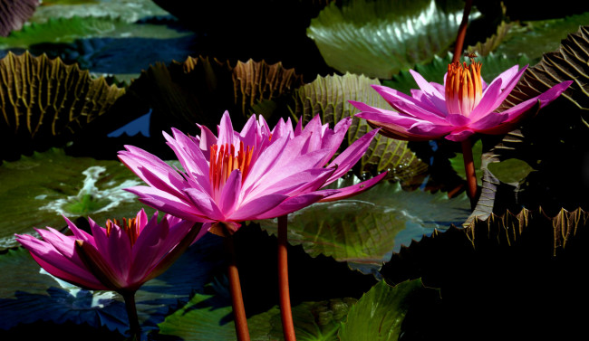 Обои картинки фото цветы, лилии водяные,  нимфеи,  кувшинки, вода, лилии, водяные, розовые, листья