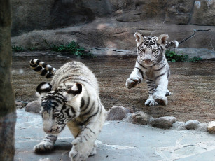 обоя бенгальские, тигрята, животные, тигры