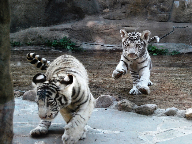 Обои картинки фото бенгальские, тигрята, животные, тигры