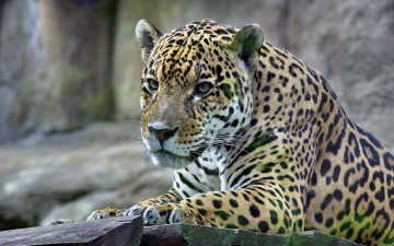 Картинка животные Ягуары