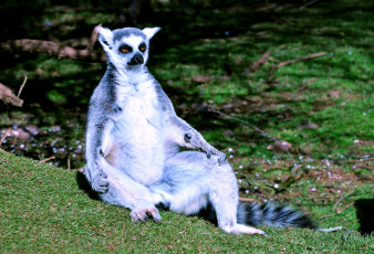 Картинка животные лемуры медитация серый