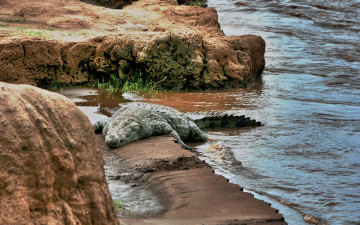 Картинка животные крокодилы камни вода