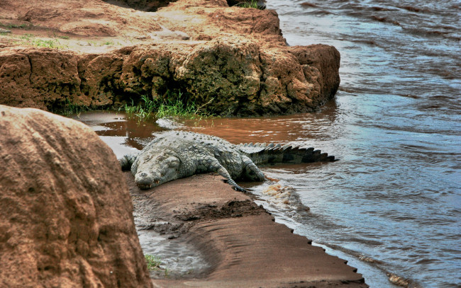 Обои картинки фото животные, крокодилы, камни, вода