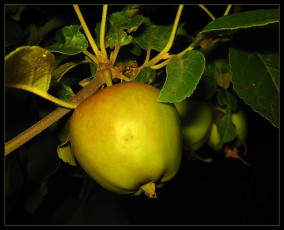 обоя природа, плоды, ветка, яблоко