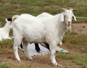 Картинка животные козы коза