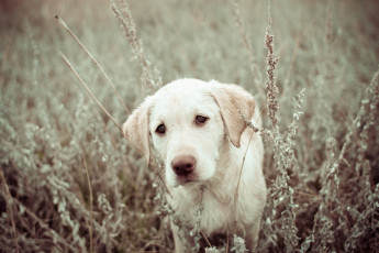 Картинка животные собаки природа щенок поле