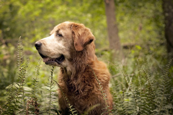Картинка животные собаки собака лес природа