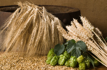 Картинка еда крупы зерно специи семечки зерна колосья хмель