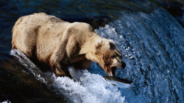 Картинка рыболов животные медведи стремнина река медведь лосось