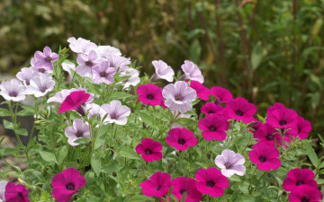 Картинка цветы петунии калибрахоа фиолетовый лиловый