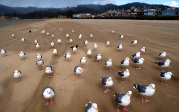 Картинка животные Чайки бакланы крачки природа птицы пляж чаики