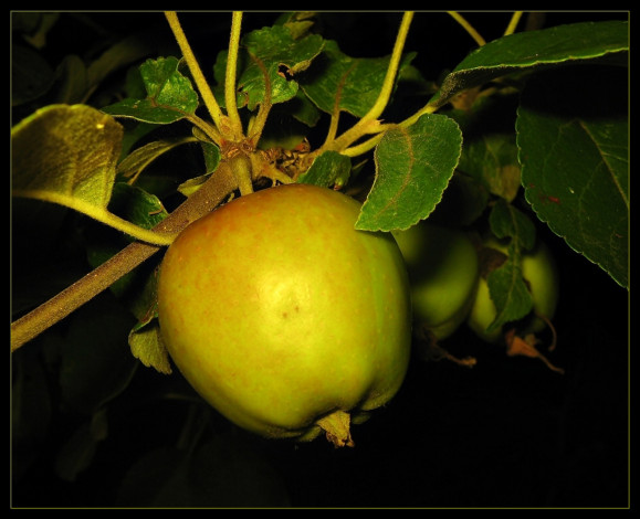 Обои картинки фото природа, плоды, ветка, яблоко
