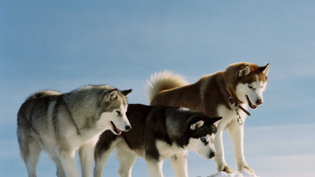 Обои картинки фото siberian, huskies, животные, собаки, сибирские, лайки