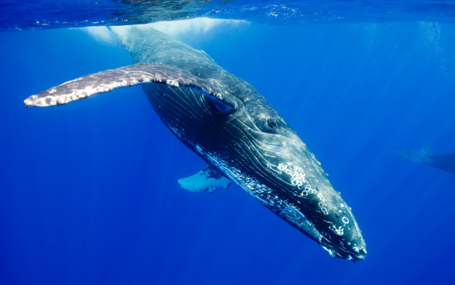 Обои картинки фото животные, киты, кашалоты, гигант, океан, кит