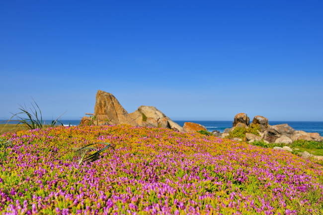 Обои картинки фото природа, побережье, камни, цветы, море