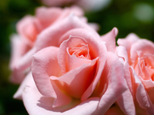Картинка цветы розы макро лепестки нежность