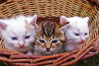 Картинка животные коты корзина котята