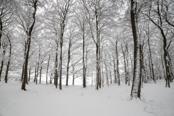 Картинка природа зима англия лес деревья снег