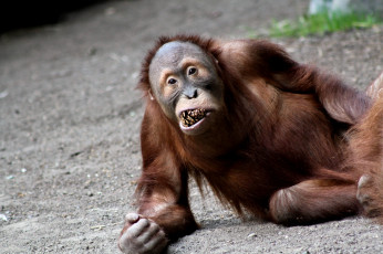 Картинка животные обезьяны орангутанг смешной