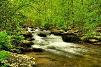 Картинка природа реки озера вода лес поток