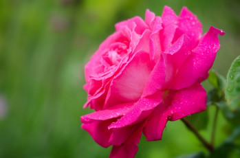 Картинка цветы розы розовый пышный