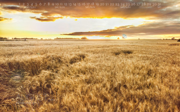 Картинка календари природа пшеница поле