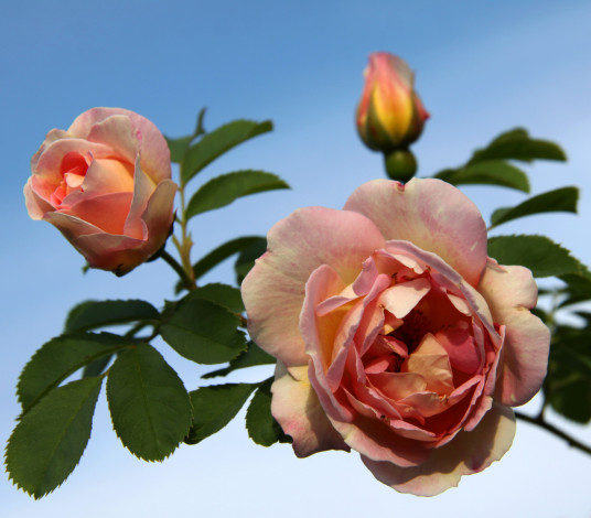 Обои картинки фото цветы, розы, ветка