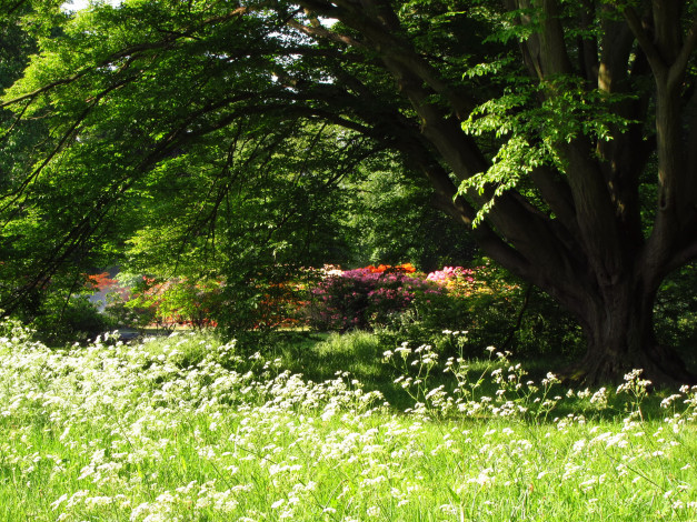 Обои картинки фото azalea, garden, richmond, england, природа, парк, кусты, лето