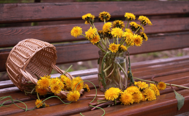 Обои картинки фото цветы, одуванчики, желтый, корзинка