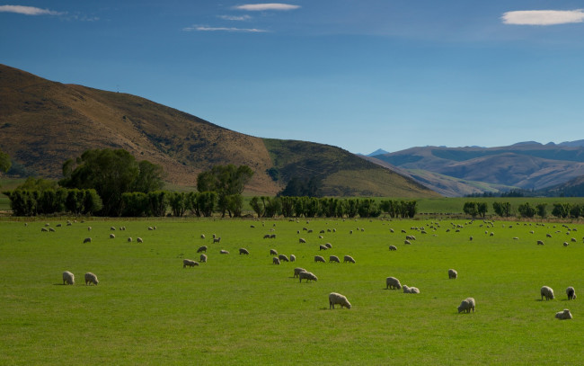 Обои картинки фото животные, овцы, бараны, горы, поле