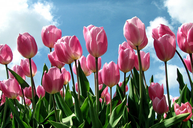 Обои картинки фото цветы, тюльпаны, бутоны, розовый, небо