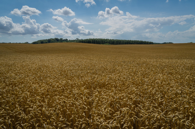 Обои картинки фото kl&, 229, gerup, sweden, природа, поля, швеция, пшеница, колосья, klagerup