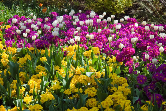 Обои картинки фото цветы, разные, вместе, тюльпаны, сад