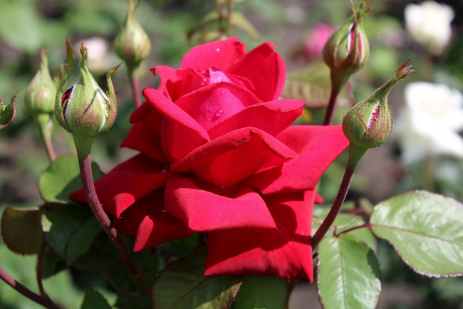 Обои картинки фото цветы, розы, красный, бутоны